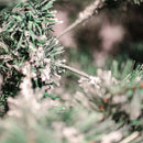 Arvore De Natal Alpina Nevada 210cm 900 Galhos Pé De Ferro Pinheiro Cor Verde