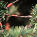 Árvore Natal Pinheiro Verde 180 Cm Noruega 718 Galhos Luxo